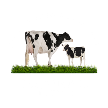 Mourne Livestock